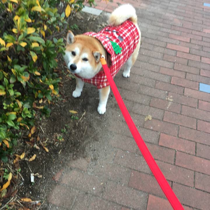 61e16c0b c250 4f74 8c4c 746d0f0ca220 1577249303115