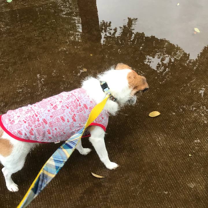 61e398cd b6b1 43b0 be9a 8c234c70d9b6 1532754515926