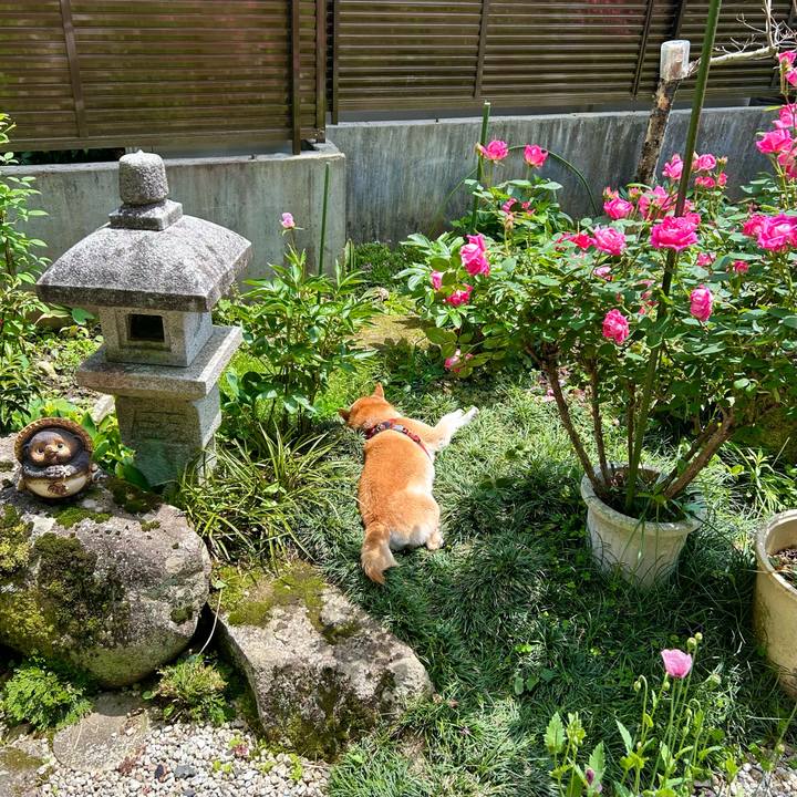 61e59e8a d6a2 4b34 91fa a3f29fccf1c0 1748423223644