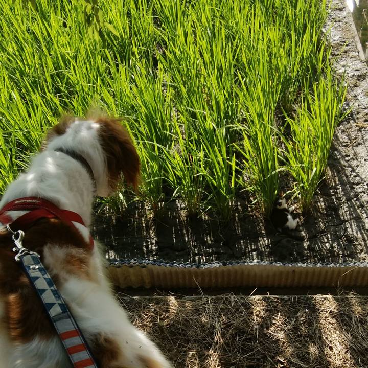 61e6d7e6 9f23 4ad4 a1c5 32a2bc66879d 1532130754816