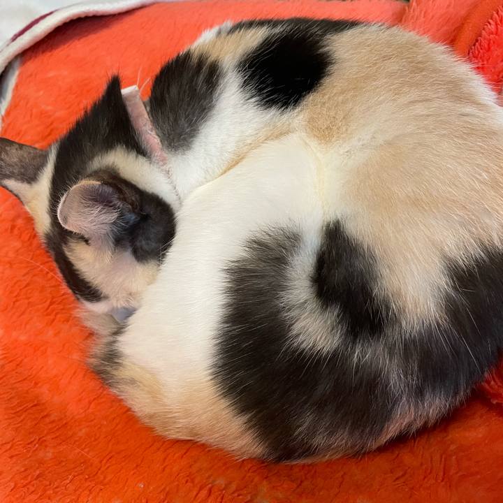 61e713f9 a104 4263 bf18 7a815d8bf595 1761171787479