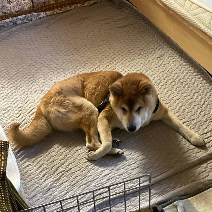 61e85682 39c2 4c2e 90ab a64ae57d668b 1617245593084