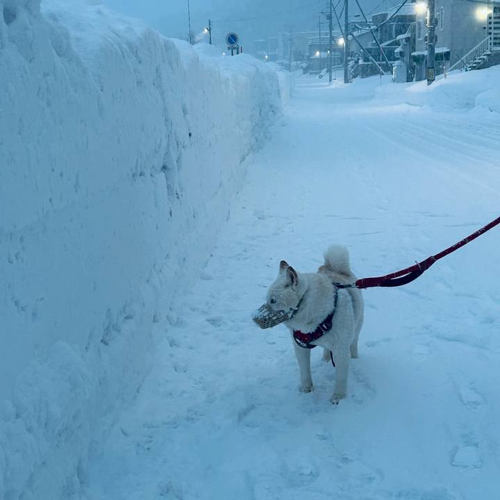 61ea68e2 dd2d 4e47 b2d3 a310f74e5f79 1768862983541