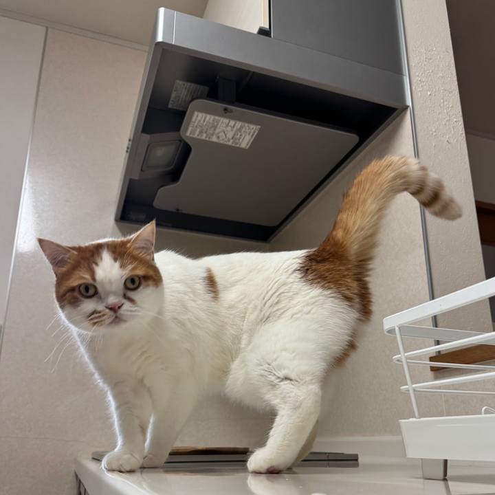 61f0ea65 85de 4949 90ea 3718ab86d15a 1770863553711