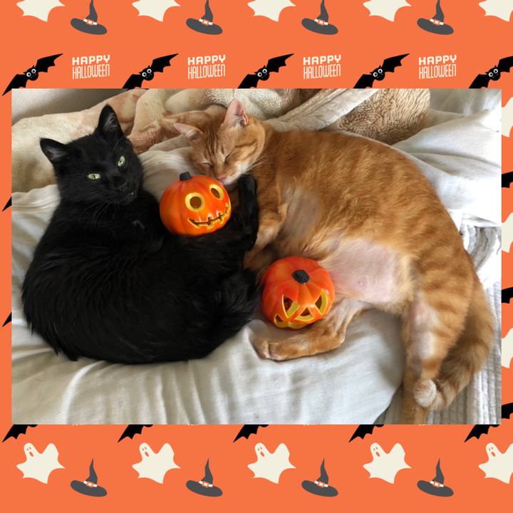 61f186a2 6db4 4729 9cbf 5d5760a9e794 1633243175756