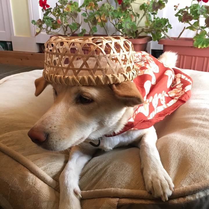 61f292b9 8486 431e 89e5 0658176c342c 1514765649550