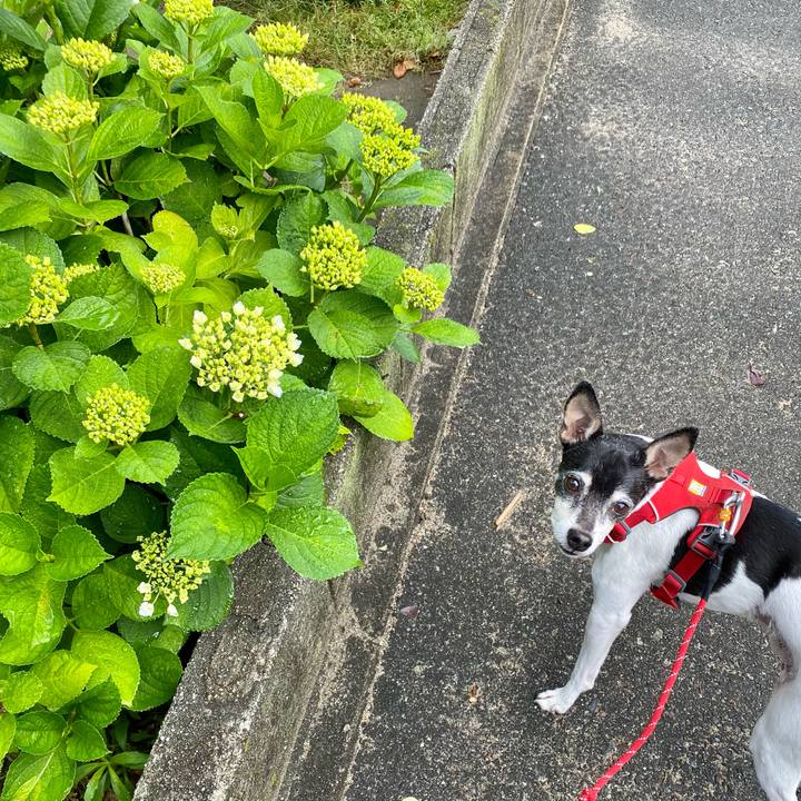 61f4e8ca 5aca 4354 ad98 95705ab2782c 1620272681264