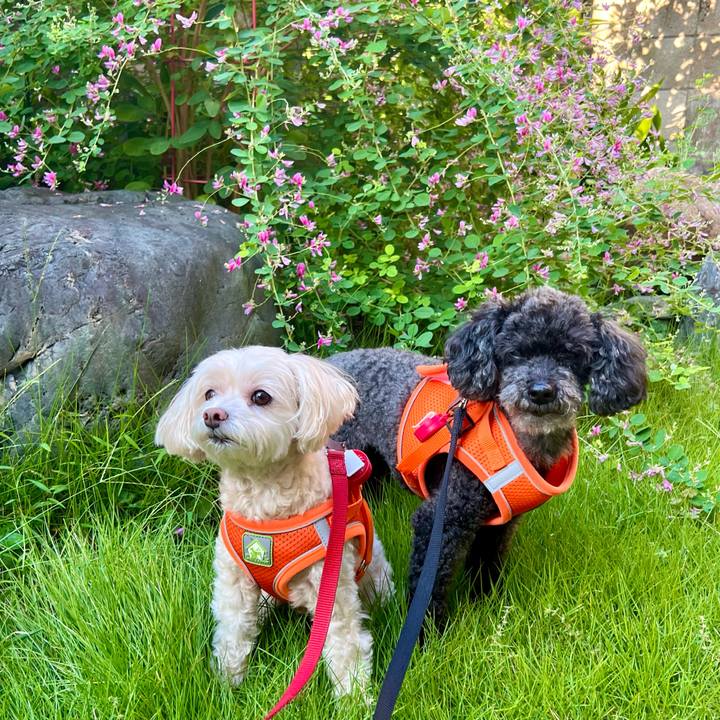 61f5ba45 5f77 464a b859 6d4b57682486 1758062016190