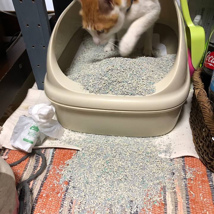 61f5d6d6 2b69 4840 bced d385831c9524 1540962990640