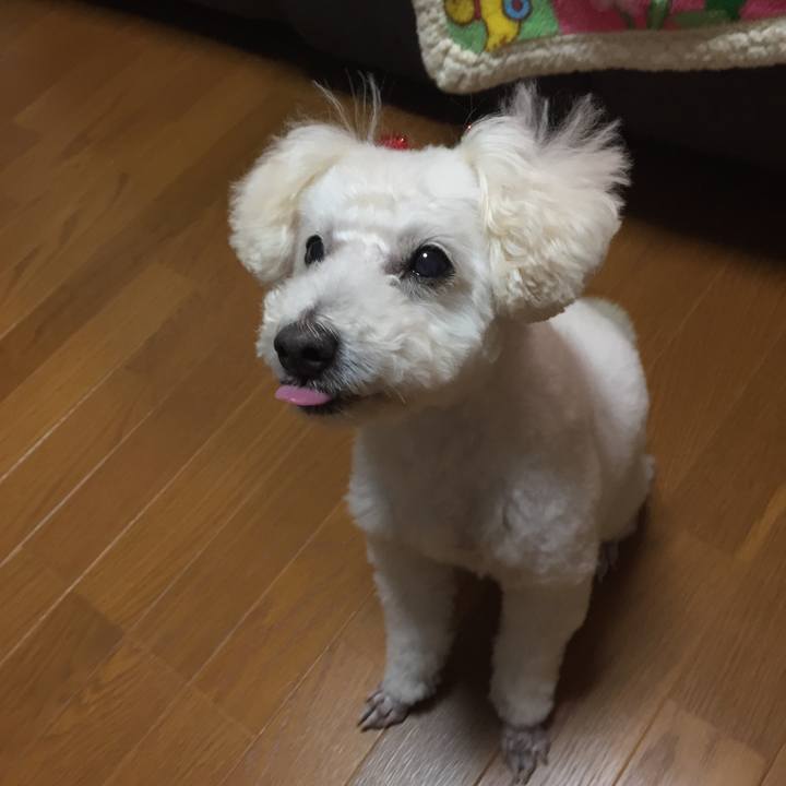 61f707c4 b306 4fb0 ad05 9ada6ceeb6d4 1513083201095