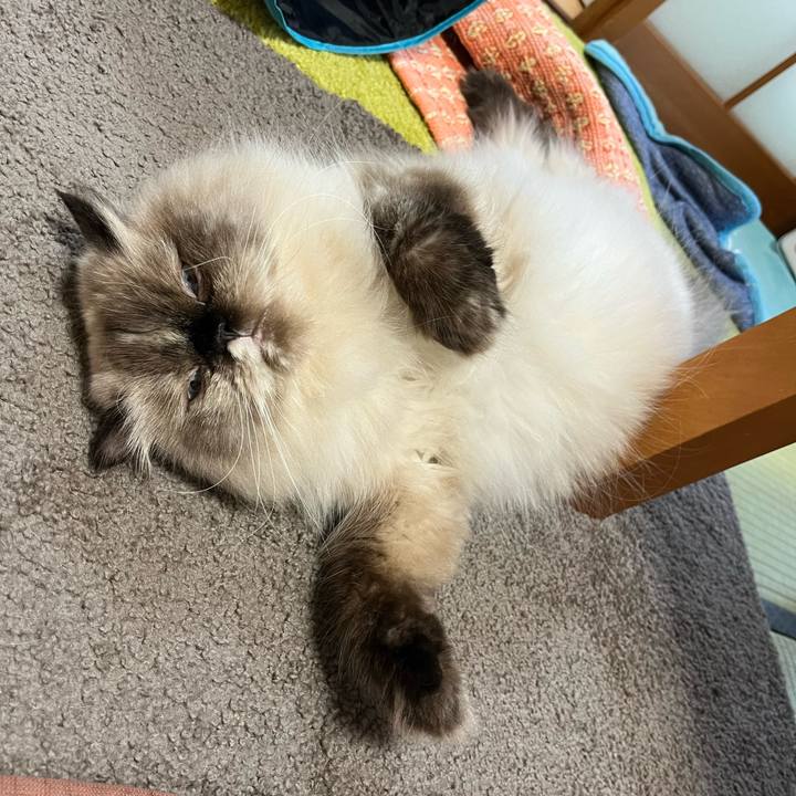 61f9a226 bdde 45a2 adbb 6e9ecea7a12d 1729427688172