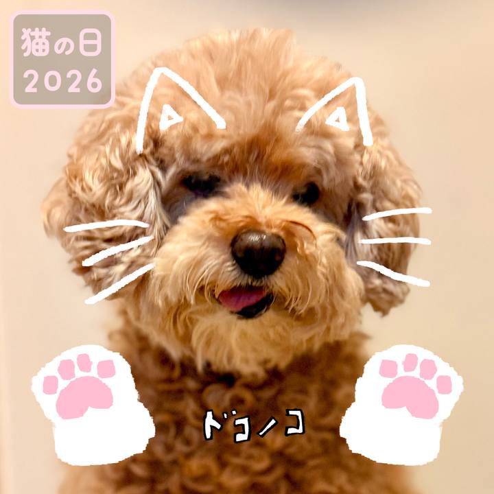 61ff72fd 11c8 4f1b af53 3fff7b54d67f 1771688578222