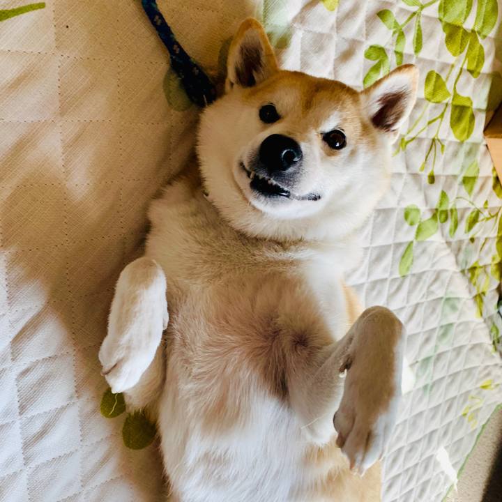 62005045 fbfe 4e65 871e f2e6e8fbe4d0 1541002260395