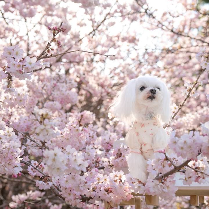 6201418d 5655 4837 8018 dd895430eb3d 1773137483520