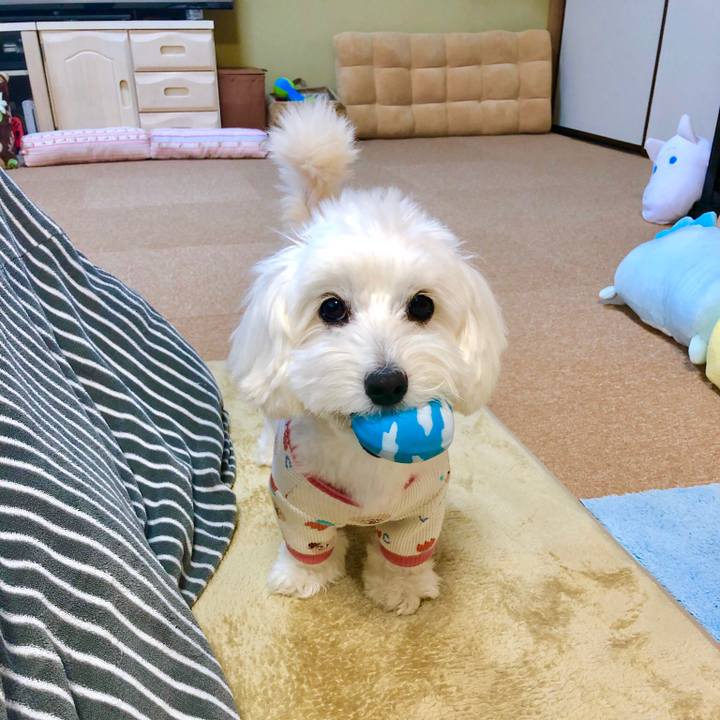 6201e2c2 b650 4eee be82 1441bfd0f452 1551921787377