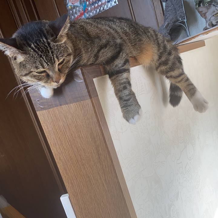 62022919 f431 405d a04b 36ddd9254cae 1597022576756