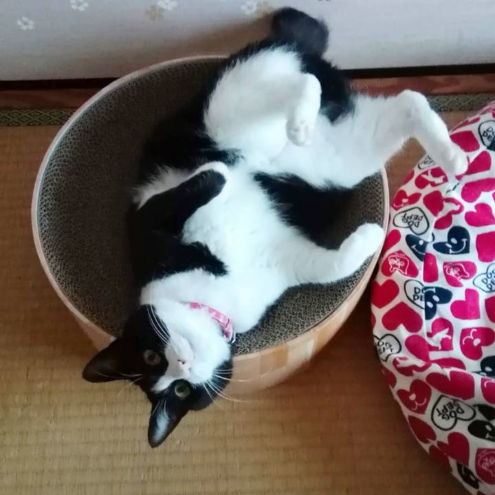 6202f8a9 d584 46a1 aa53 61c4465c87da 1597848437646