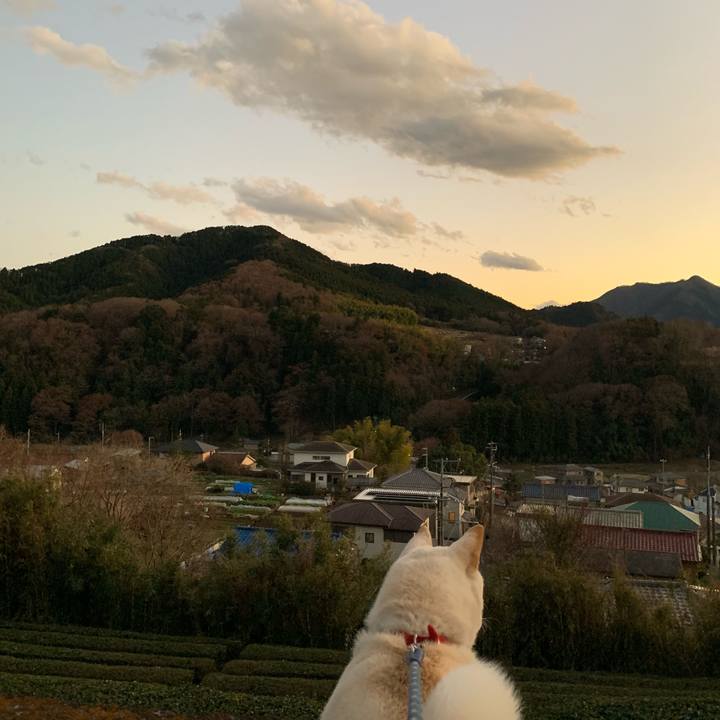 620429ed 20ed 4d12 91ff 5d8067977408 1546073733636