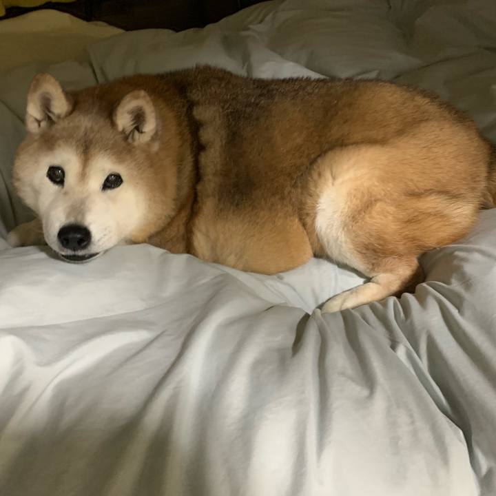 6205006a 343e 490e af7b 19f74aab3de1 1680220410545