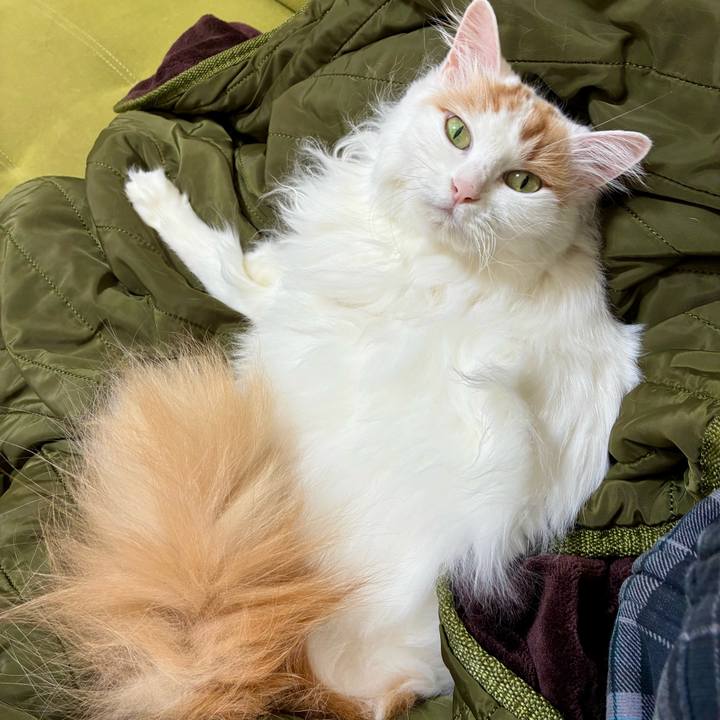 62055a8d 8d78 4499 9f29 e2d33f547760 1762226773649