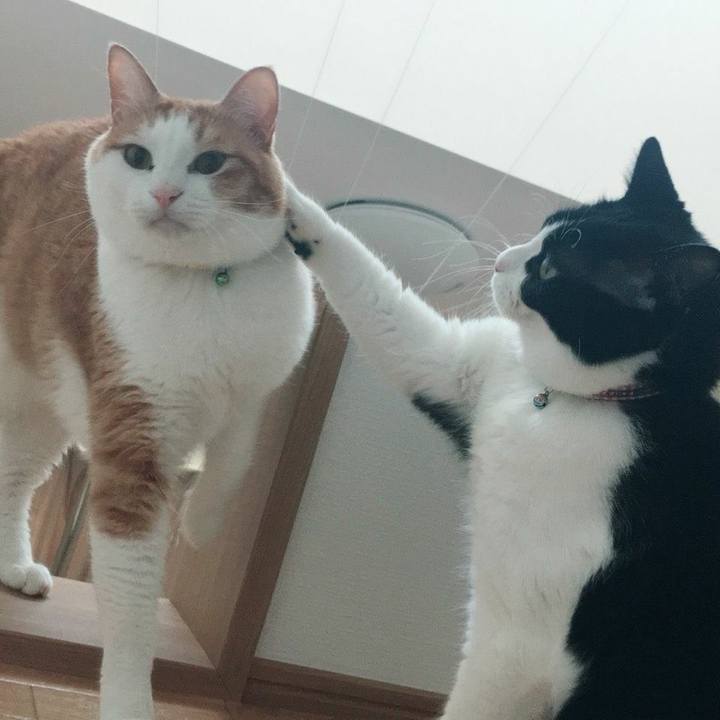 6205dd66 35f8 4c71 9818 1d8b0a2f2b38 1523231752110