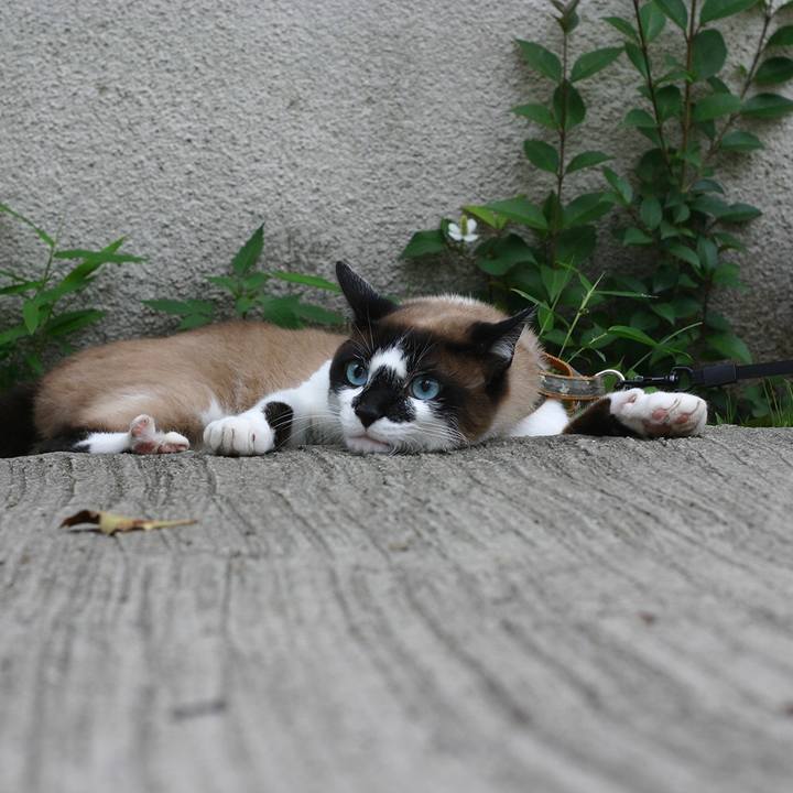 62080ff9 5272 4fd3 b99a e4d3bfacd907 1510568551274