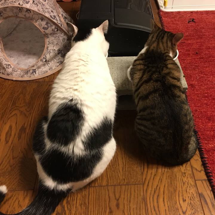 6208ad6d 761d 4c5d 8f0a 9fc75e2933c2 1511698816993