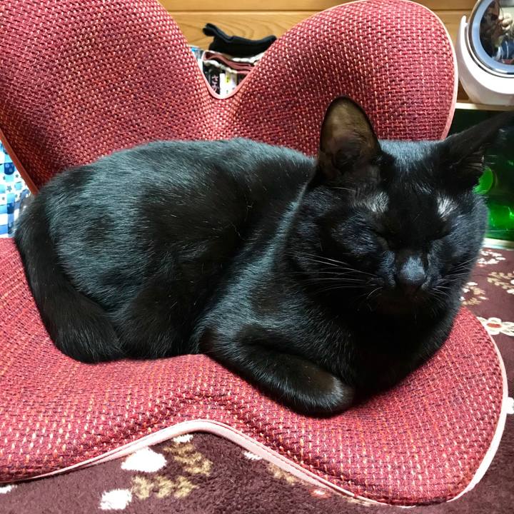 6208ca28 903b 4237 95c7 8621ff5bcdd5 1545312592756