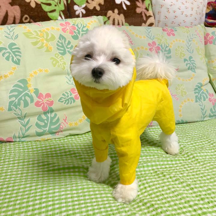 620a10d2 aabe 4f5f 82e4 80e2dbcfff53 1528675640464