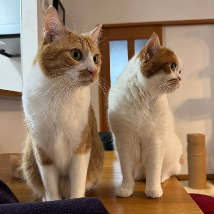 620ee578 82dd 43c6 b4c1 84d22eb24e79 1770506924728