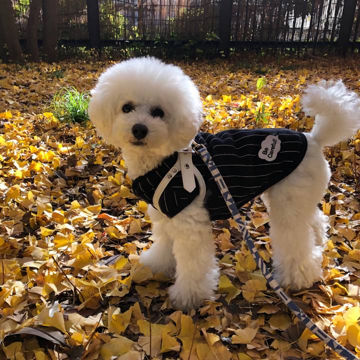 620f0b27 fb14 4018 8b6b fae016057920 1576051600831