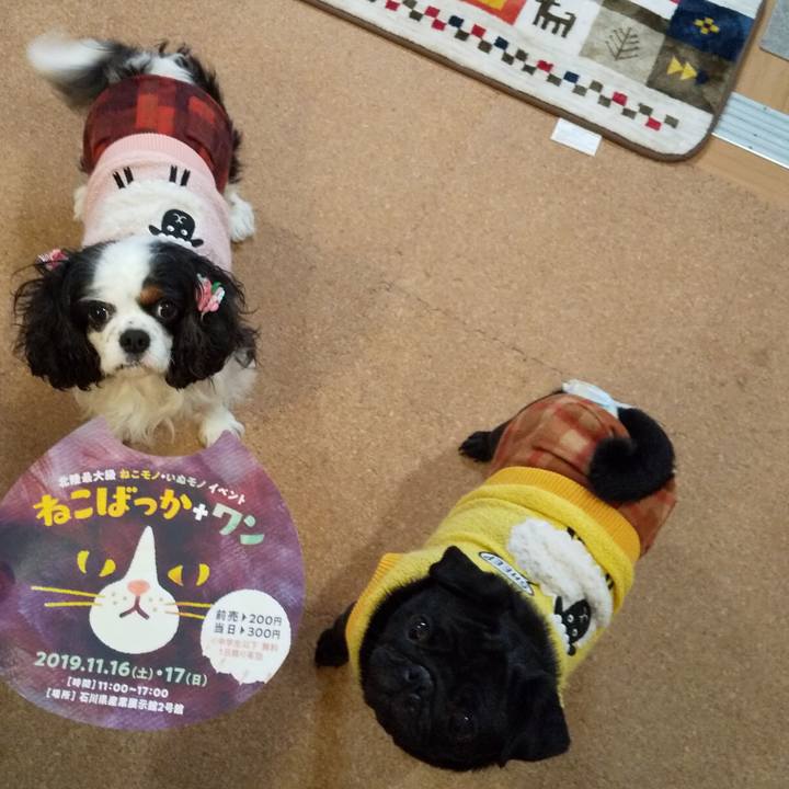 620f731f 9417 4f4c 9155 3531f485b66a 1573818477675