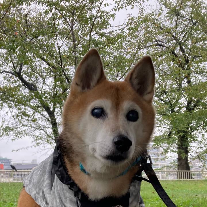 620fccb6 277b 46d1 b2df c8df5df6ea5a 1760596303915