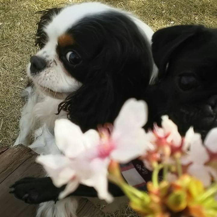 6210cba1 7617 49ad ba6a 41cbb2bb58f6 1523629780571