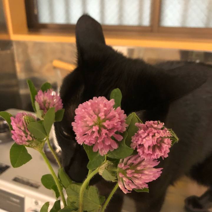 6214d75e bb71 4498 a9c8 b427e83e86fc 1588934401393