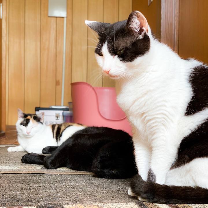 6217d879 8c57 4ac9 ba3b c4178d4c8a1a 1565835255024