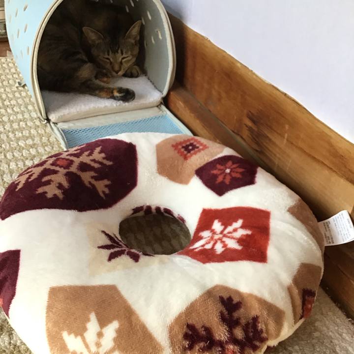 6217f1b6 4133 4d48 97b0 c3e5a9c28624 1574312089770