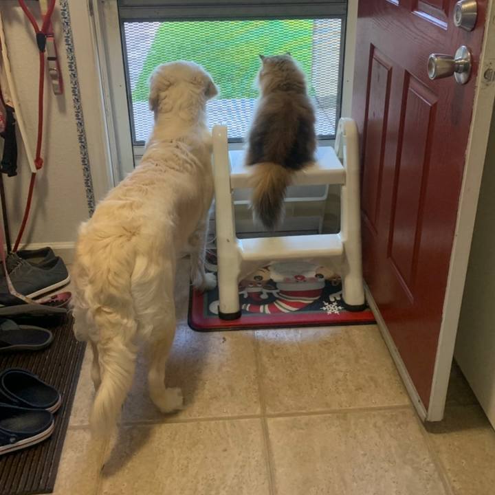 62184f0b 2251 4247 a278 6ca00027a0d7 1558493751517