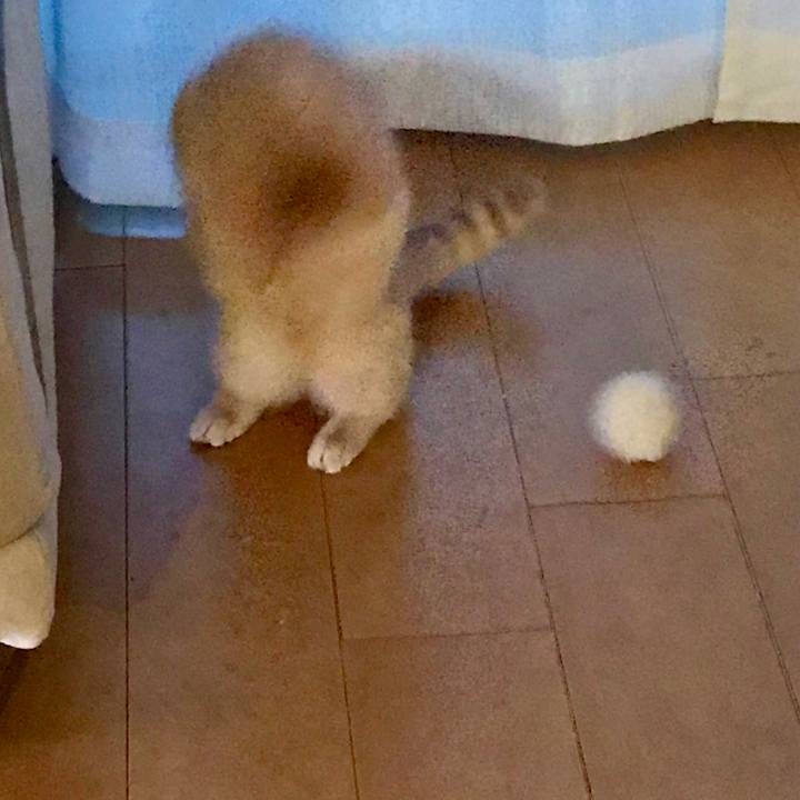 621a804e 6488 4af1 ab73 3c51d8818677 1517265720417