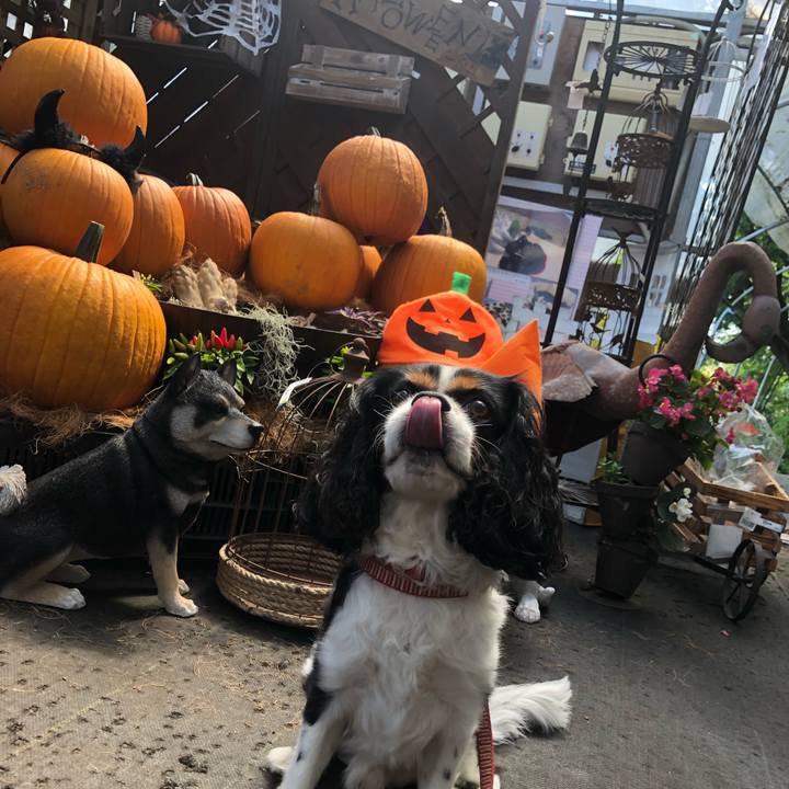 621b6668 e639 4a1d bb2d 8817f01a718b 1536116176348