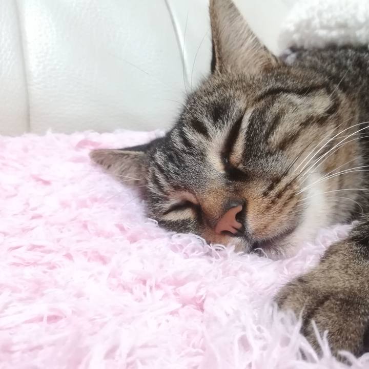 621ba3e9 3e1f 4052 9d64 05fe07dccc05 1605271279253