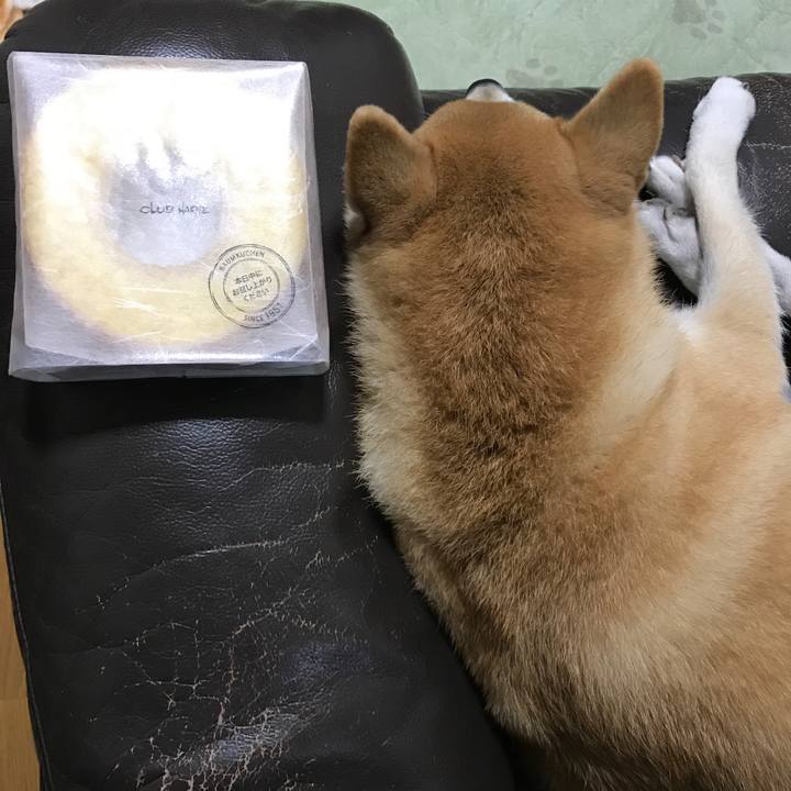 621cabc4 6283 492b a14b 05907c5c0b95 1541504836565