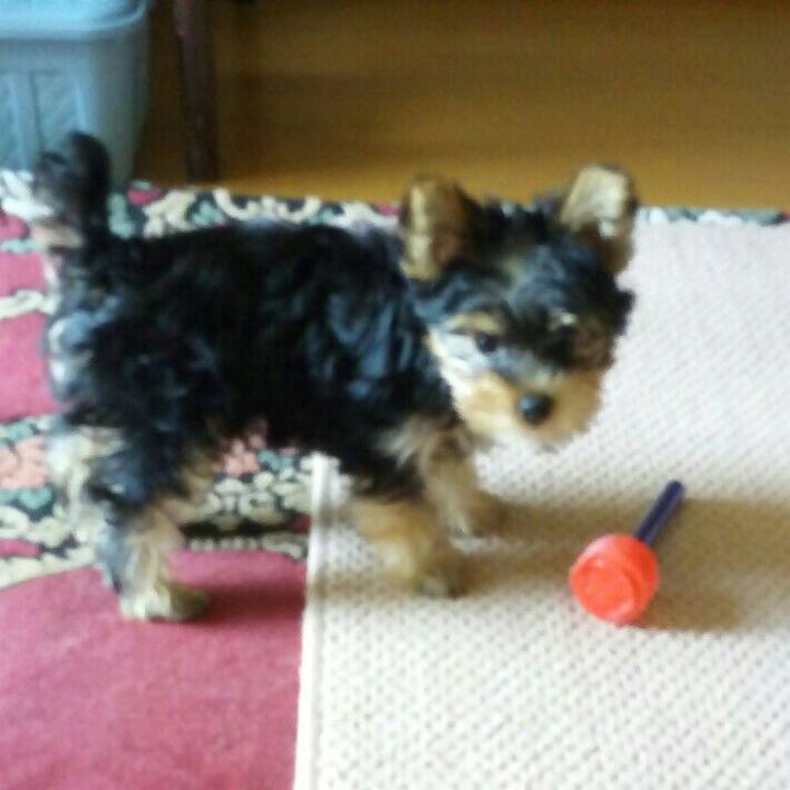 621e29f5 6efb 44dc 828d 9a442788ff1e 1529406011702