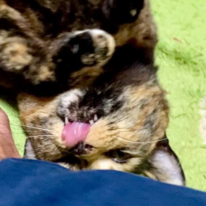 62200e4c de3e 40c0 8a01 c7be9f51081f 1736972019737