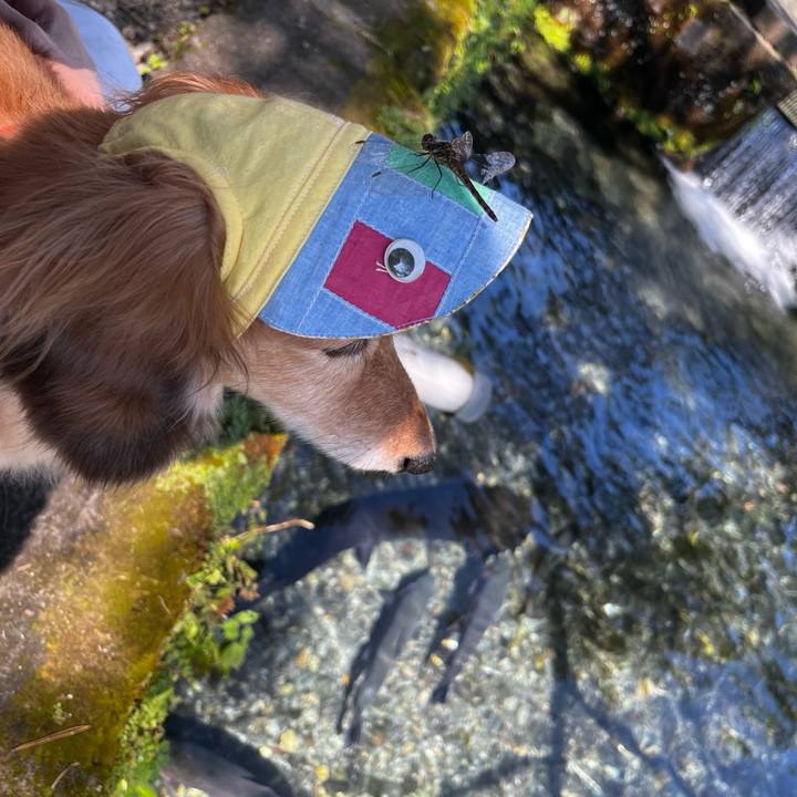 62251acd ba53 4519 9335 b62d113799bd 1664713527664