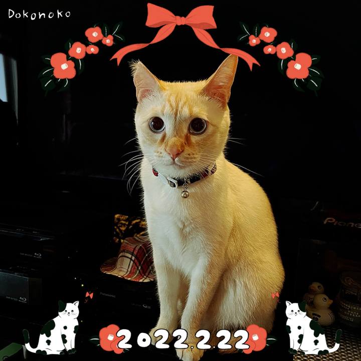 62253908 6865 496a b55f bac65a28796d 1645504116111