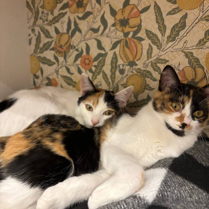 62255be9 364c 4b60 98bb 2c59dd11cd8a 1764678511489