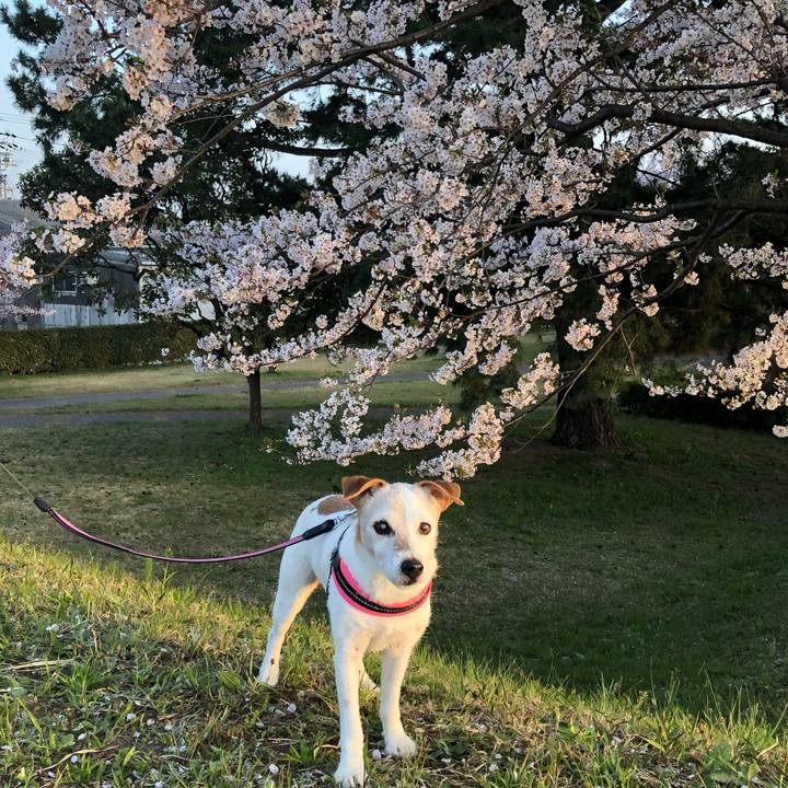 622be869 4595 4fc4 a749 eaa7649809a0 1522489919647