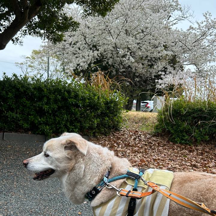 622e52b1 3b93 42c2 85a5 d131417c70b3 1743590054704