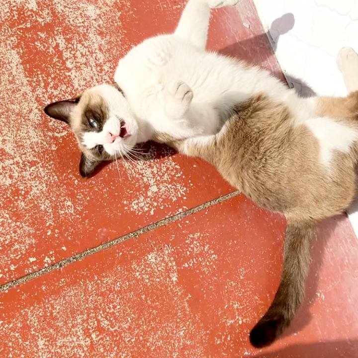 62320118 1d4a 4ccc ae21 c5d77e59cff4 1732072196760